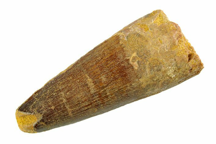 Fossil Spinosaurus Tooth - Real Dinosaur Tooth #351549